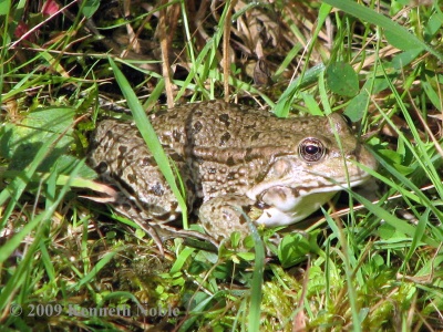 marsh frog (Rana ridibunda) Kenneth Noble
